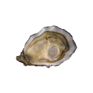 Oyster Speciale n°1 David Herve | Box w/24pcs