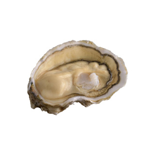 Oyster Royale n°2 David Herve | Box w/96pcs
