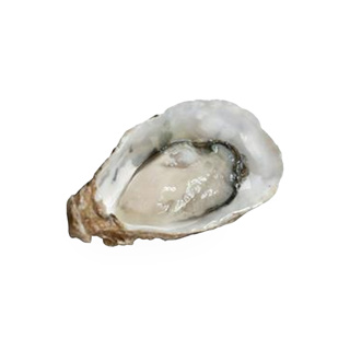 Oyster Fine Selection n°3 GDP | Box w/48pcs