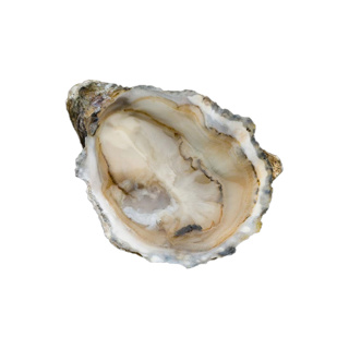 Oyster Speciale BB Peter n°6 David Herve | Box w/24 pcs