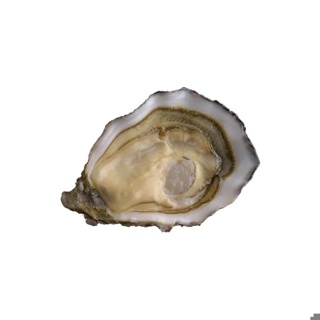 Oyster Speciale n°3 David Herve | Box w/12pcs