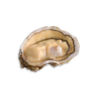 Oyster Royale n°3 David Herve | Box w/12pcs
