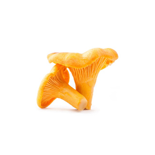 Golden Chanterelle Mushroom GDP 1kg Case 
