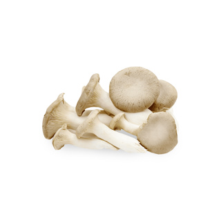 Eryngii Pleurotus Mushroom GDP 1kg