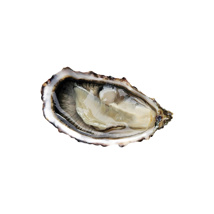 Oyster Fine de Claire n°2 Tessier  | Box w/48pcs