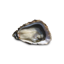Oysters Perles n°2 Parcs De L'Imperatrice | Box w/50pcs 