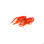 Cardin Red Crayfish Loste Tray aprox. 1.6kg