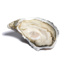 Oyster Fine Selection n°2 Tessier | Box w/24pcs