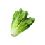 Salad Lettuce Romaine IT kg