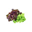 Oak leaf salad red and green IT kg
